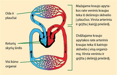 Nėščiosios ir vaisiaus kraujo apytakos sistemos, rodančios vaistų pernašą per placentą