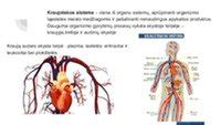 Kraujotakos sistemos schema naujagimiui