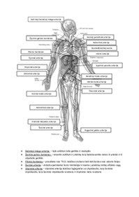 Viršutinės pasaito arterijos anatominė diagrama