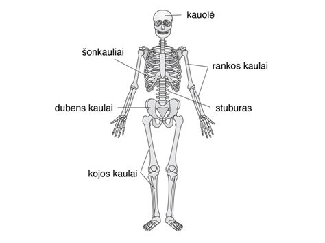 Scheminis žmogaus kūno paveikslas su pažymėtais sąnariais