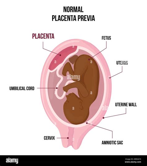 Schema, kaip placenta gamina ŽCG