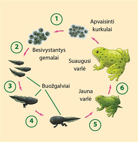 Varlės metamorfozės stadijos