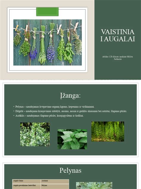 natūralūs vaistiniai augalai kosuliui lengvinti