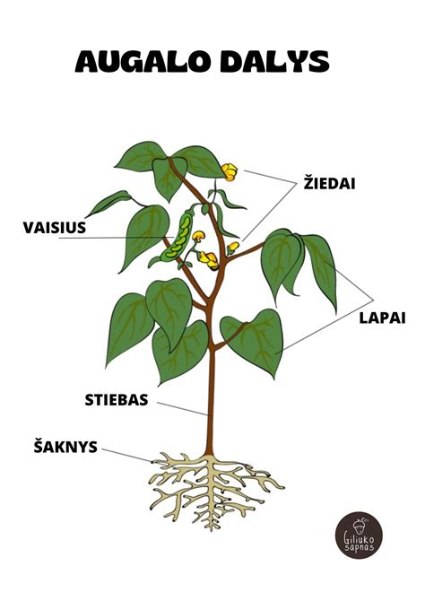Augalo apvaisinimo procesas: žiedadulkės sudygimas ant purkos ir dulkiadaigio skverbimasis į mezginę