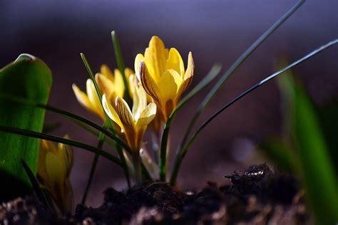 pavasario gamta vaikams