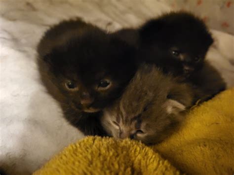 Rūpestinga kalė su ką tik gimusiais šuniukais