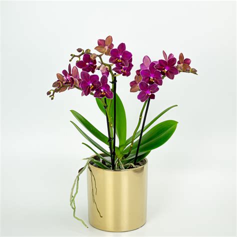 Orchidėja ir kiaulpienė metafora vaikų ugdyme