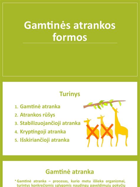 Schematinis gamtinės atrankos principo pavaizdavimas