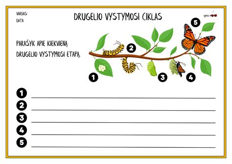 Drugelio metamorfozės schema