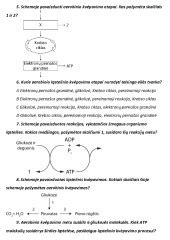 Schema, iliustruojanti gilaus kvėpavimo naudą