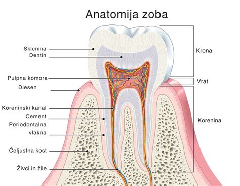 Nėščiosios pilvelio anatomija 11-ąją savaitę