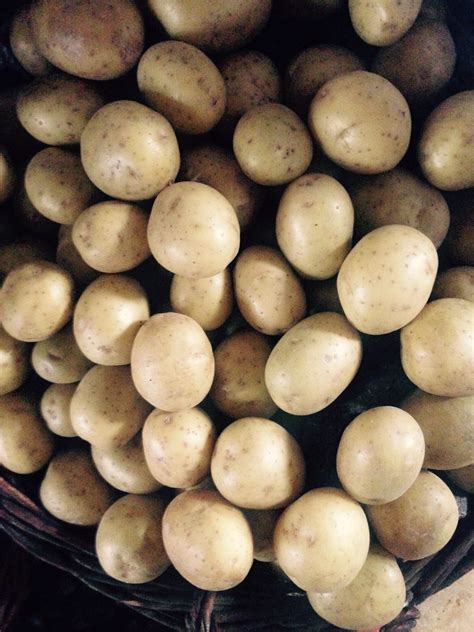 Nuotrauka: šviežiai nuskintos bulvės