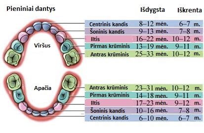 vaiko dantų sąkandžio schema
