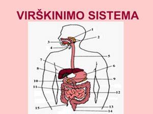 vaiko virškinimo sistemos schema
