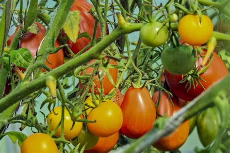 Moliūginės daržovės darže