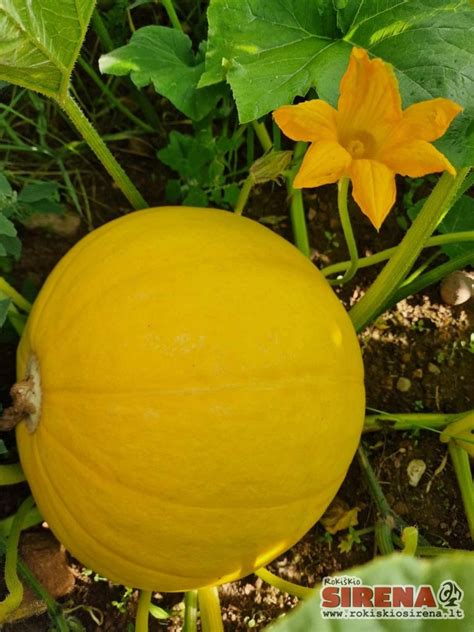 Įvairių rūšių moliūgai