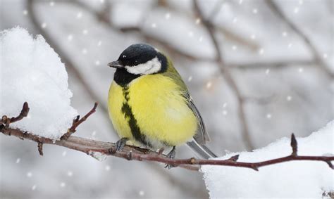 Simbolis - paukštis zylė