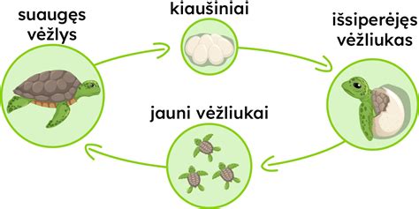 Lentelė, iliustruojanti nėštumo vystymosi etapus ir terminų skaičiavimą