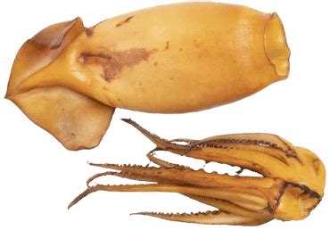 Kalmarai nauda