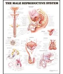 vyro reprodukcinė sistema
