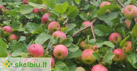 Įvairios obuolių veislės