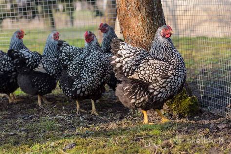 Vištų veislės ir kiaušinių spalvos