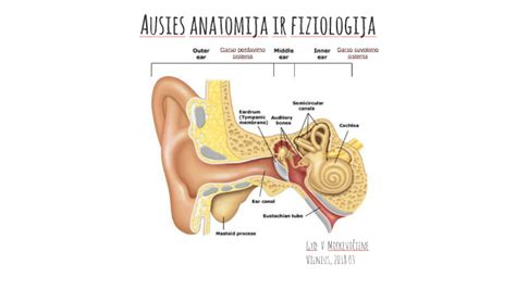 Vaikų ausies anatomija ir dažniausios otito vietos