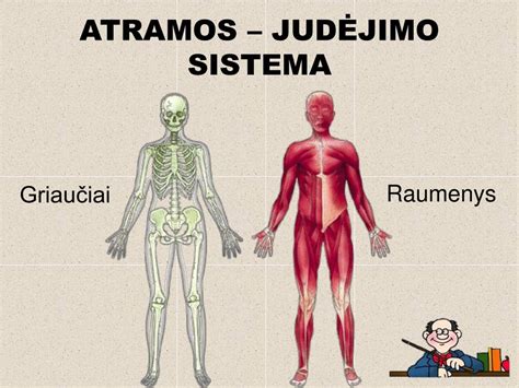Svertinės judėjimo ir atramos sistemos anatomija