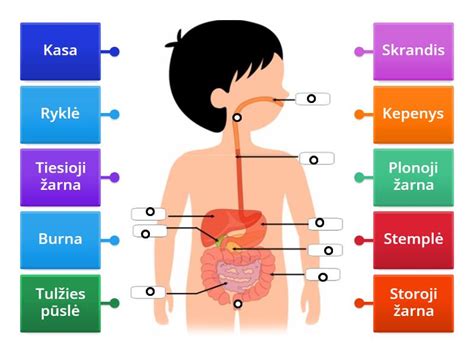 Kūdikio virškinimo sistema
