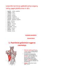 Krūties anatominė sandara su pieno liaukomis