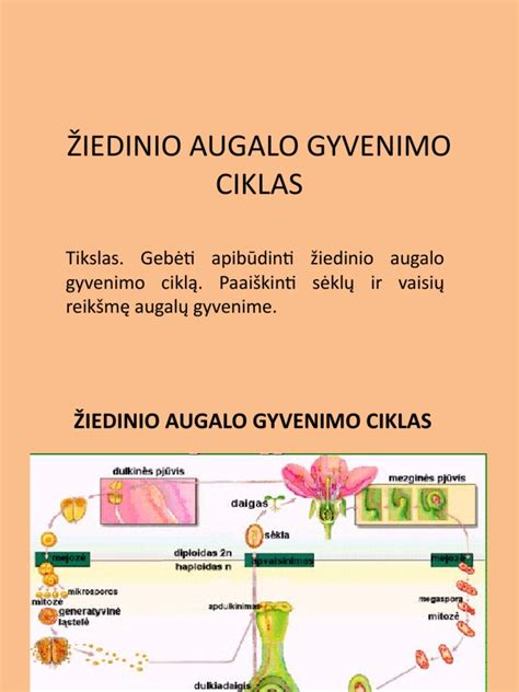 Žiedinio augalo gyvenimo ciklo schema