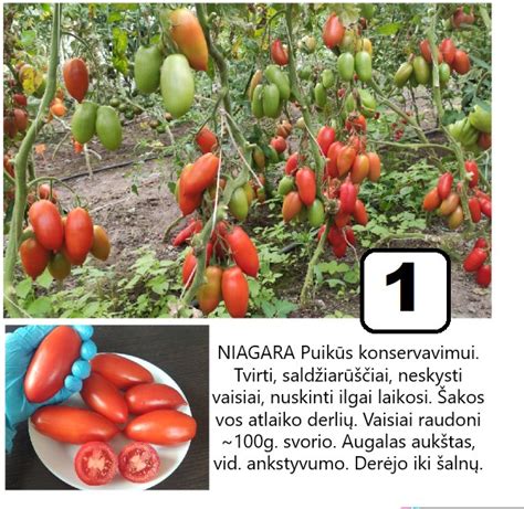 Sėklos ir vaisiaus susidarymo etapai
