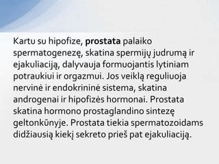 Vyriškos reprodukcinės sistemos schema su sėklidėmis ir hipofizės ryšiu