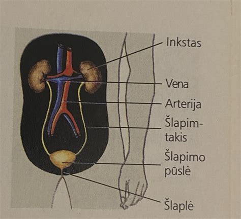 anatominė šlapimo sistemos schema