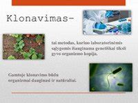 Klonavimo procesas