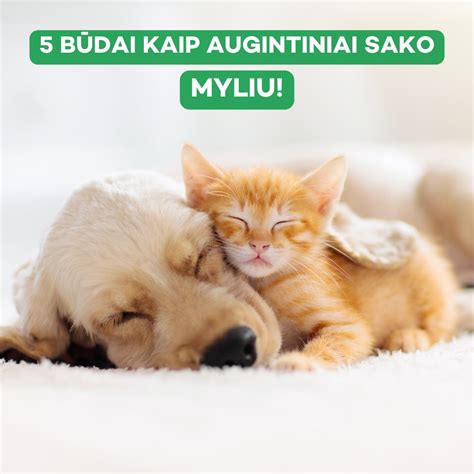 Laimingi šunys ir katės prieglaudoje