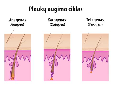 Plaukų augimo ciklas diagramoje