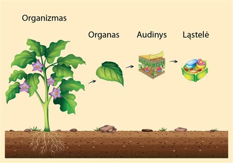 Astrinių šeimos augalo graižo sandaros schema