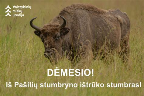 Pašilių stumbryno vaizdas