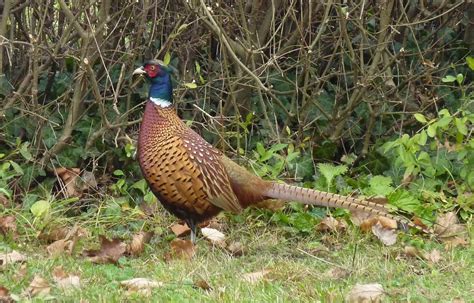 Šunskų fazanyno paukščiai