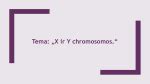X ir Y chromosomų schema apvaisinimo metu