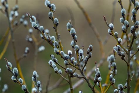 Gluosnio medis ir Šumerų alaus paminėjimas