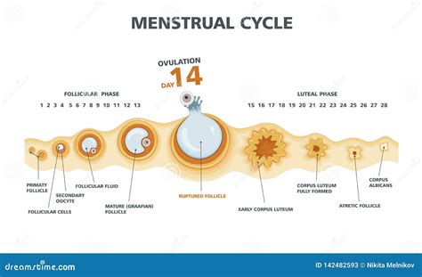 schema of menstrual cycle and ovulation