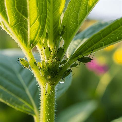 skruzdėlės ant augalo su amarais