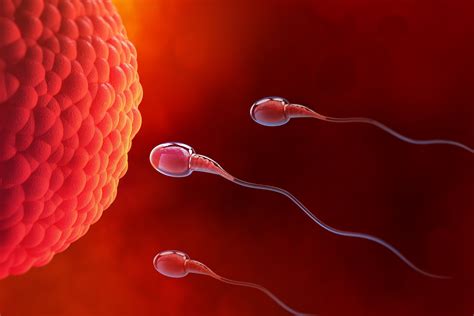 Spermatozoidų kelionė moters lytiniais takais