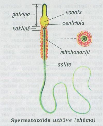 Spermatozoido galvutės detalioji sandara: akrosoma ir branduolys