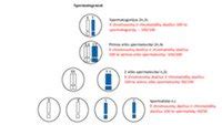 Spermatogenezės procesas