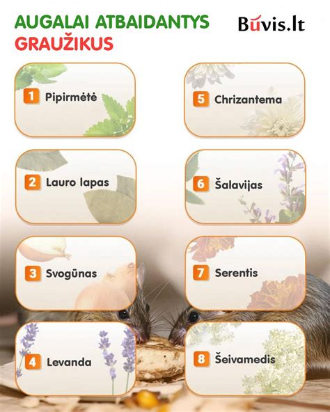 Atbaidantys augalai ir prieskoniai skruzdėlėms