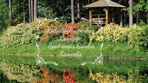Babytės rododendrų parkas žydėjimo metu