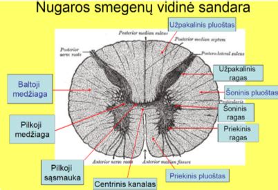Stuburo smegenų schema, rodanti motorinius neuronus